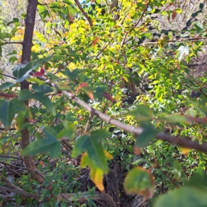 Acer buergerianum at Watson, ACT - 24 Apr 2024