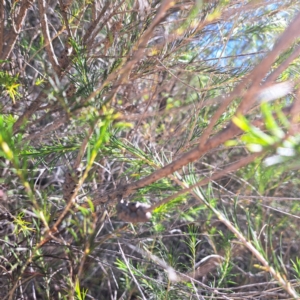 Melaleuca sp. at Watson, ACT - 24 Apr 2024