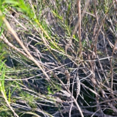 Melaleuca sp. at Watson, ACT - 24 Apr 2024