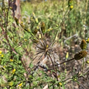 Bidens subalternans at Urambi Hills - 24 Apr 2024 01:11 PM