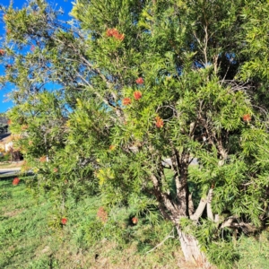 Callistemon sp. at Hackett, ACT - 24 Apr 2024 02:51 PM