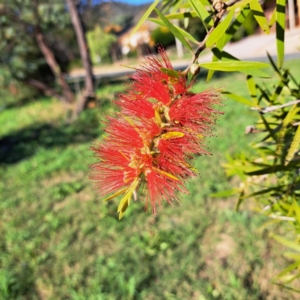 Callistemon sp. at Hackett, ACT - 24 Apr 2024 02:51 PM