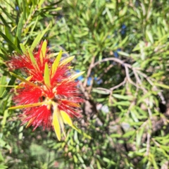 Callistemon sp. at Hackett, ACT - 24 Apr 2024 02:51 PM