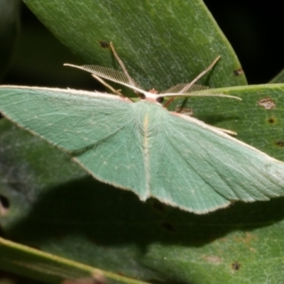 Chlorocoma vertumnaria (Red-fringed Emerald) at WendyM's farm at Freshwater Ck. - 14 Dec 2023 by WendyEM