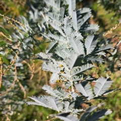 Acacia baileyana (Cootamundra Wattle, Golden Mimosa) at Hackett, ACT - 24 Apr 2024 by abread111
