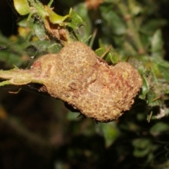 Uromycladium (genus) (A gall forming rust fungus) at WendyM's farm at Freshwater Ck. - 14 Dec 2023 by WendyEM