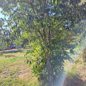 Celtis australis at Hackett, ACT - 24 Apr 2024