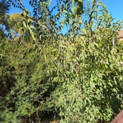 Celtis australis at Hackett, ACT - 24 Apr 2024 02:54 PM