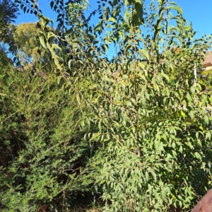 Celtis australis at Hackett, ACT - 24 Apr 2024