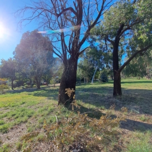 Eucalyptus sideroxylon at Hackett, ACT - 24 Apr 2024