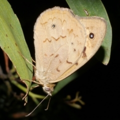 Heteronympha merope (Common Brown Butterfly) at WendyM's farm at Freshwater Ck. - 15 Dec 2023 by WendyEM