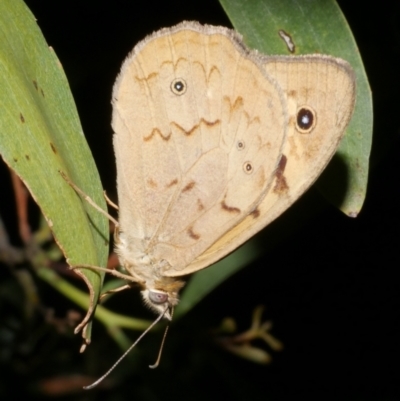 Heteronympha merope (Common Brown Butterfly) at WendyM's farm at Freshwater Ck. - 14 Dec 2023 by WendyEM