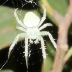 Unidentified Orb-weaving spider (several families) at Freshwater Creek, VIC - 14 Dec 2023 by WendyEM