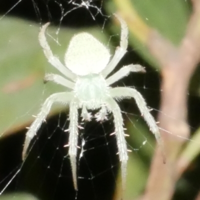 Araneus circulissparsus (species group) at WendyM's farm at Freshwater Ck. - 15 Dec 2023 by WendyEM