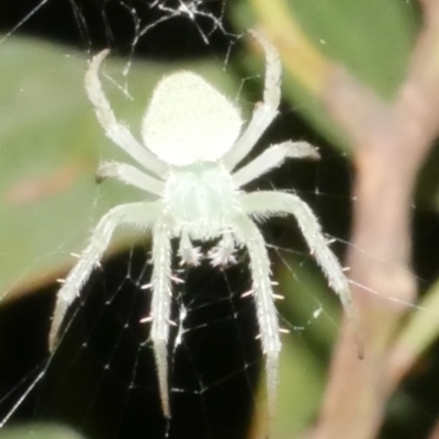 Unidentified Orb-weaving spider (several families) at Freshwater Creek, VIC - 14 Dec 2023 by WendyEM
