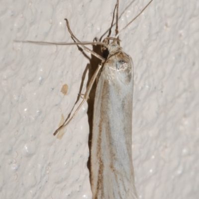 Philobota agnesella (A concealer moth) at WendyM's farm at Freshwater Ck. - 18 Dec 2023 by WendyEM