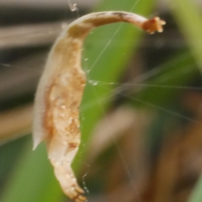 Arachnura higginsi (Scorpion-tailed Spider) at WendyM's farm at Freshwater Ck. - 28 Dec 2023 by WendyEM