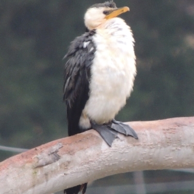 Microcarbo melanoleucos (Little Pied Cormorant) at WendyM's farm at Freshwater Ck. - 27 Nov 2023 by WendyEM