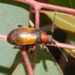 Unidentified Darkling beetle (Tenebrionidae) at Freshwater Creek, VIC - 28 Dec 2023 by WendyEM