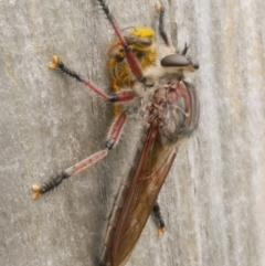 Neoaratus hercules (Herculean Robber Fly) at WendyM's farm at Freshwater Ck. - 28 Dec 2023 by WendyEM