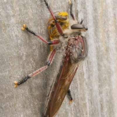 Neoaratus hercules at Freshwater Creek, VIC - 28 Dec 2023 by WendyEM