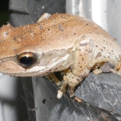 Litoria ewingii (Ewing's Tree Frog) at WendyM's farm at Freshwater Ck. - 29 Dec 2023 by WendyEM