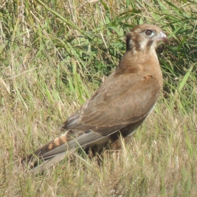 Falco berigora (Brown Falcon) at Freshwater Creek, VIC - 17 Dec 2023 by WendyEM