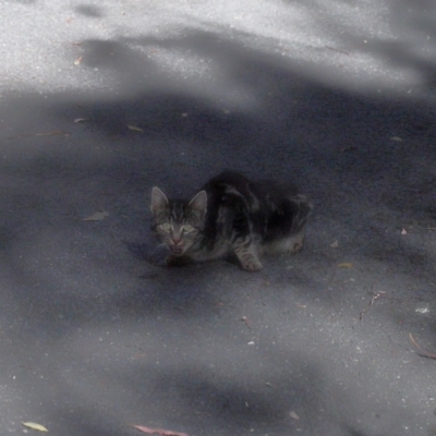 Felis catus (Feral Cat) at Paddys River, ACT - 24 Apr 2024 by TimL