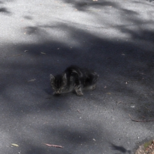 Felis catus at Tidbinbilla Nature Reserve - 24 Apr 2024