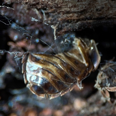 Coleoptera (order) at Mount Ainslie - 24 Apr 2024 by Hejor1