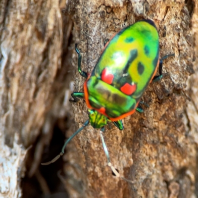 Scutiphora pedicellata (Metallic Jewel Bug) at Ainslie, ACT - 24 Apr 2024 by Hejor1