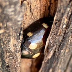 Paropsisterna octosignata (Eucalyptus leaf beetle) at Ainslie, ACT - 24 Apr 2024 by Hejor1