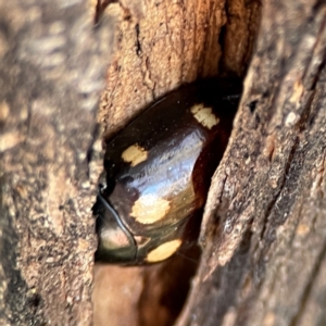 Paropsisterna octosignata at Mount Ainslie - 24 Apr 2024 03:06 PM