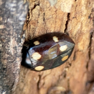 Paropsisterna octosignata at Mount Ainslie - 24 Apr 2024 03:06 PM