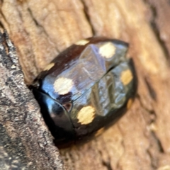 Paropsisterna octosignata at Mount Ainslie - 24 Apr 2024