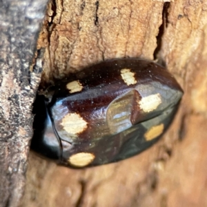 Paropsisterna octosignata at Mount Ainslie - 24 Apr 2024 03:06 PM