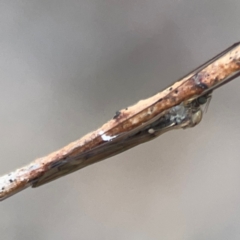 Discobola sp. (genus) (A crane fly) at Mount Ainslie - 24 Apr 2024 by Hejor1