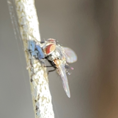 Unidentified Other true fly at Ainslie, ACT - 24 Apr 2024 by Hejor1