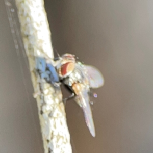 Muscoidea (super family) at Ainslie, ACT - 24 Apr 2024