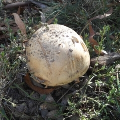 Amanita sp. (Amanita sp.) at Borough, NSW - 21 Apr 2024 by Paul4K