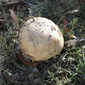 Amanita sp. at QPRC LGA - 21 Apr 2024