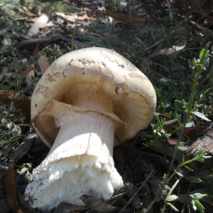 Amanita sp. at QPRC LGA - 21 Apr 2024