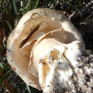 Amanita sp. at QPRC LGA - 21 Apr 2024