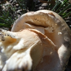 Amanita sp. at QPRC LGA - 21 Apr 2024