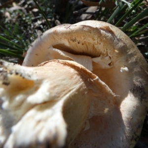 Amanita sp. at QPRC LGA - 21 Apr 2024