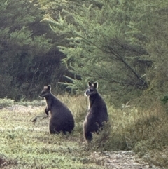 Wallabia bicolor (Swamp Wallaby) at Yanakie, VIC - 19 Apr 2024 by Louisab