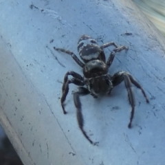 Sandalodes superbus (Ludicra Jumping Spider) at QPRC LGA - 22 Apr 2024 by Paul4K