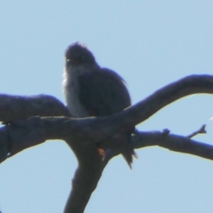 Daphoenositta chrysoptera at QPRC LGA - suppressed