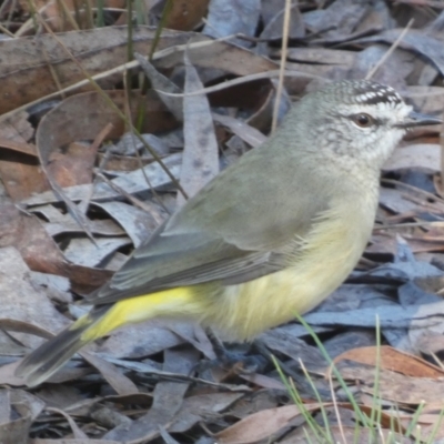 Acanthiza chrysorrhoa (Yellow-rumped Thornbill) at Borough, NSW - 23 Apr 2024 by Paul4K