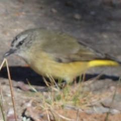 Acanthiza chrysorrhoa at QPRC LGA - suppressed